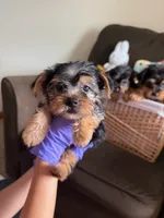 Brownie crownie, a male Yorkshire Terrier for sale in Kissimmee, FL – 2 of 3