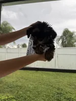 Teddy Financing Available, a male Yorkshire Terrier for sale in Kissimmee, FL – 2 of 2