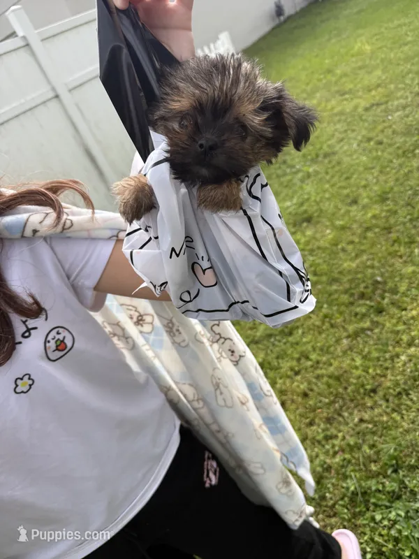 Tiny male yorkie – Yorkshire Terrier puppy for sale in Kissimmee, FL