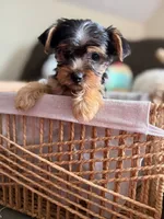 Brownie crownie, a male Yorkshire Terrier for sale in Kissimmee, FL – 3 of 3