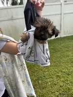 Tiny male yorkie Financing Available, a male Yorkshire Terrier for sale in Kissimmee, FL – 3 of 3