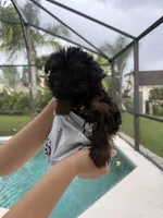 Tiny Black Bear Financing Available, a male Yorkshire Terrier for sale in Kissimmee, FL – 3 of 3