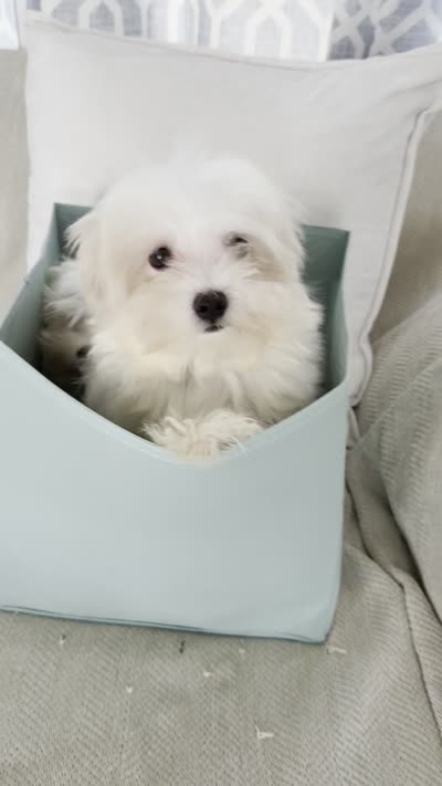 Cotton Ball, a male Maltese for sale in Kissimmee, FL – 3 of 3