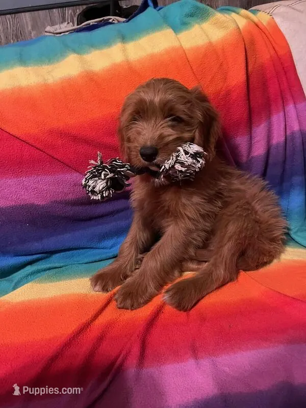 mini golden doodle – Miniature Goldendoodle puppy for sale in Kissimmee, FL