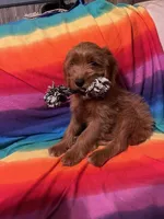 mini golden doodle, a male Miniature Goldendoodle for sale in Kissimmee, FL – 1 of 1