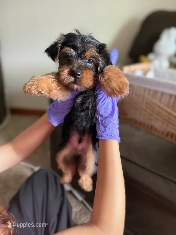 Brownie crownie – Yorkshire Terrier puppy for sale in Kissimmee, FL