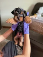Brownie crownie, a male Yorkshire Terrier for sale in Kissimmee, FL – 1 of 3
