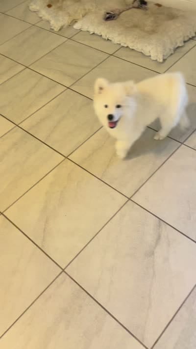 samoyed AKC, a male Samoyed for sale in Kissimmee, FL – 2 of 2