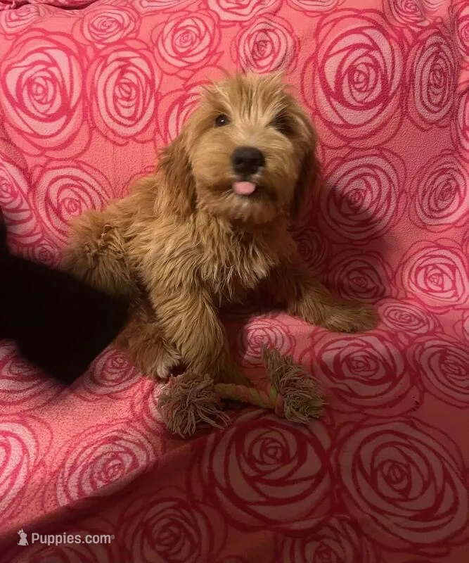 mini golden doodle female – Miniature Goldendoodle puppy for sale in Kissimmee, FL