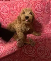 mini golden doodle female, a female Miniature Goldendoodle for sale in Kissimmee, FL – 1 of 2