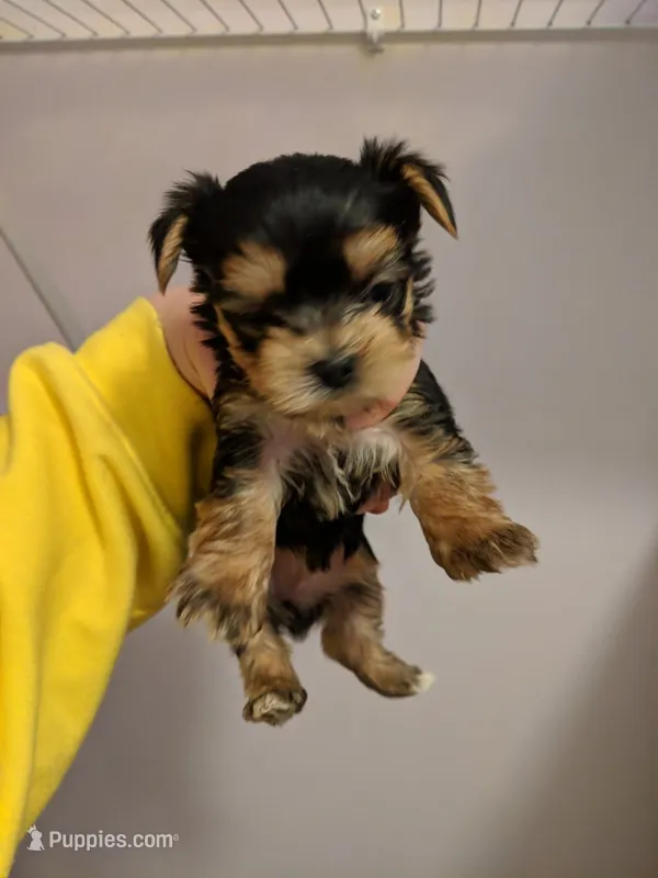 tea cup male Price is negotiable – Yorkshire Terrier puppy for sale in Kissimmee, FL