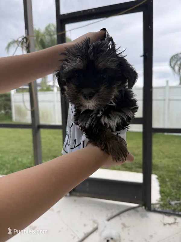 Teddy – Yorkshire Terrier puppy for sale in Kissimmee, FL