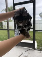 Teddy Financing Available, a male Yorkshire Terrier for sale in Kissimmee, FL – 1 of 2
