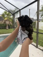 Tiny Black Bear Financing Available, a male Yorkshire Terrier for sale in Kissimmee, FL – 1 of 3