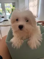 Cotton Ball, a male Maltese for sale in Kissimmee, FL – 1 of 3