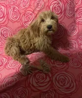 mini golden doodle female, a female Miniature Goldendoodle for sale in Kissimmee, FL – 2 of 2