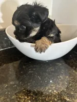 Black Girl Yorkiepoo, a female Yorkshire Terrier and Poodle - Toy  for sale in Chicago Heights, IL – Photo 3 of 5