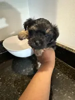 Black Girl Yorkiepoo, a female Yorkshire Terrier and Poodle - Toy  for sale in Chicago Heights, IL – Photo 4 of 5