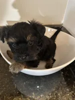 Black Girl Yorkiepoo, a female Yorkshire Terrier and Poodle - Toy  for sale in Chicago Heights, IL – Photo 5 of 5