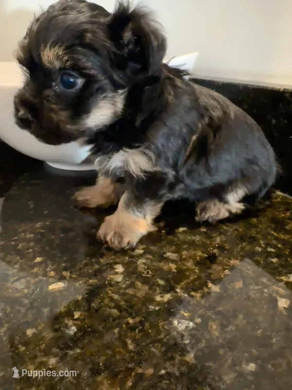 Black Girl Yorkiepoo – Yorkshire Terrier, Poodle - Toy  puppy for sale in Chicago Heights, IL
