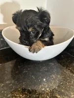 Black Girl Yorkiepoo, a female Yorkshire Terrier and Poodle - Toy  for sale in Chicago Heights, IL – Photo 2 of 5