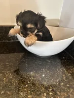 Black and Tan Boy Yorkiepoo, a female Yorkshire Terrier and Poodle - Toy  for sale in Chicago Heights, IL – Photo 4 of 4