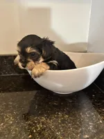 Black and Tan Boy Yorkiepoo, a female Yorkshire Terrier and Poodle - Toy  for sale in Chicago Heights, IL – Photo 3 of 4