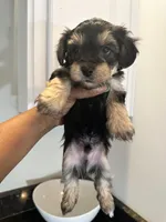 Black and Tan Boy Yorkiepoo, a female Yorkshire Terrier and Poodle - Toy  for sale in Chicago Heights, IL – Photo 2 of 4