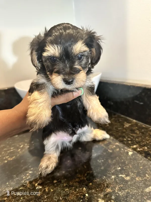 Black and Tan Boy Yorkiepoo – Yorkshire Terrier, Poodle - Toy  puppy for sale in Chicago Heights, IL