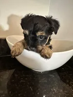 Black and Tan Girl Yorkiepoo, a female Yorkshire Terrier and Poodle - Toy  for sale in Chicago Heights, IL – Photo 1 of 4
