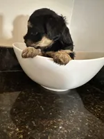 Black and Tan Girl Yorkiepoo, a female Yorkshire Terrier and Poodle - Toy  for sale in Chicago Heights, IL – Photo 3 of 4