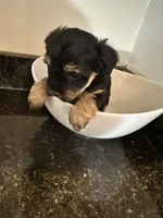 Black and Tan Girl Yorkiepoo, a female Yorkshire Terrier and Poodle - Toy  for sale in Chicago Heights, IL – Photo 2 of 4