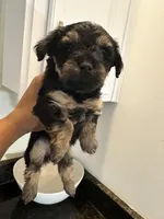 Black and Tan Girl Yorkiepoo, a female Yorkshire Terrier and Poodle - Toy  for sale in Chicago Heights, IL – Photo 4 of 4