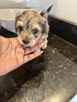 Merle Girl Yorkiepoo, a female Yorkshire Terrier and Poodle - Toy  for sale in Chicago Heights, IL – Photo 2 of 6