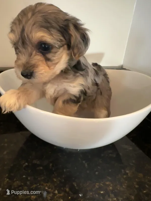 Merle Girl Yorkiepoo – Yorkshire Terrier, Poodle - Toy  puppy for sale in Chicago Heights, IL