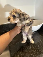 Merle Girl Yorkiepoo, a female Yorkshire Terrier and Poodle - Toy  for sale in Chicago Heights, IL – Photo 3 of 6