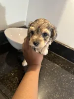 Merle Girl Yorkiepoo, a female Yorkshire Terrier and Poodle - Toy  for sale in Chicago Heights, IL – Photo 4 of 6