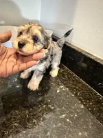 Merle Girl Yorkiepoo, a female Yorkshire Terrier and Poodle - Toy  for sale in Chicago Heights, IL – Photo 6 of 6