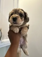 Merle Girl Yorkiepoo, a female Yorkshire Terrier and Poodle - Toy  for sale in Chicago Heights, IL – Photo 5 of 6