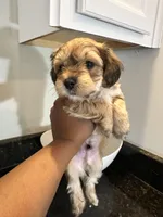 Brown Boy Yorkiepoo, a male Yorkshire Terrier and Poodle - Toy  for sale in Chicago Heights, IL – Photo 3 of 4