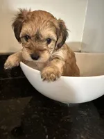Brown Boy Yorkiepoo, a male Yorkshire Terrier and Poodle - Toy  for sale in Chicago Heights, IL – Photo 4 of 4