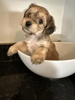 Brown Boy Yorkiepoo, a male Yorkshire Terrier and Poodle - Toy  for sale in Chicago Heights, IL – Photo 2 of 4