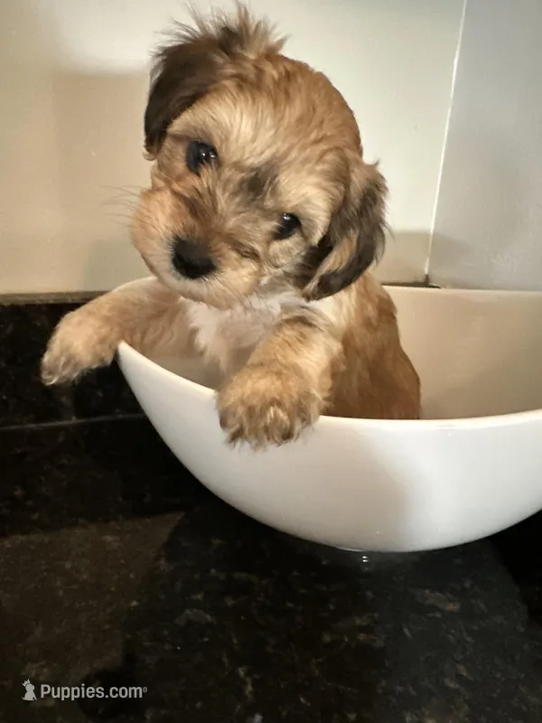 Brown Boy Yorkiepoo – Yorkshire Terrier, Poodle - Toy  puppy for sale in Chicago Heights, IL