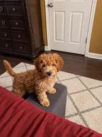 Cinnamon, a female Poodle - Miniature  for sale in Houston, TX – 2 of 2