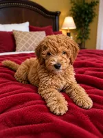 Cinnamon, a female Poodle - Miniature  for sale in Houston, TX – 1 of 2