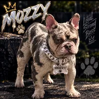 Mozzy, a male French Bulldog for sale in Houston, TX – 1 of 3