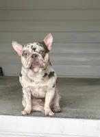Mozzy, a male French Bulldog for sale in Houston, TX – 2 of 3