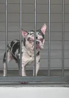 Mozzy, a male French Bulldog for sale in Houston, TX – 3 of 3