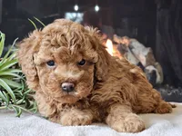 Kai, a female Cavapoo for sale in Boyden, IA – 8 of 10