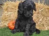 Sheldon, a male Goldendoodle for sale in Boyden, IA – 6 of 10